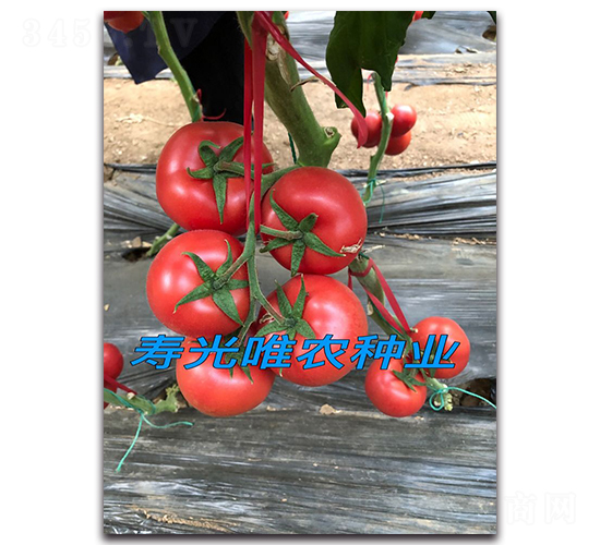 艾米麗F1-粉果番茄種子-唯農種業