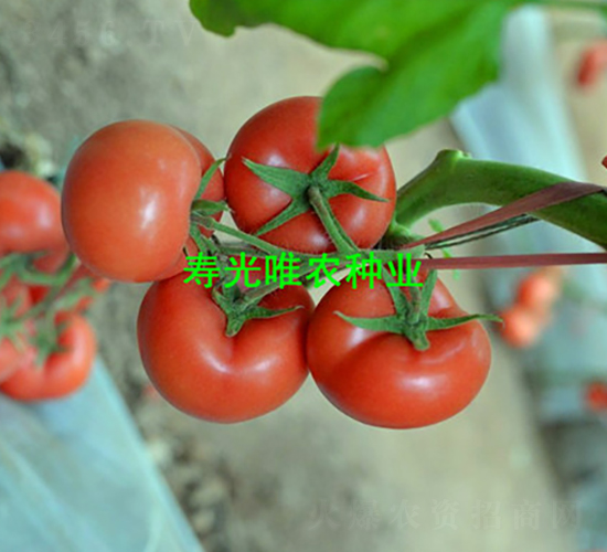 夏美350F1-粉果番茄種子-唯農種業