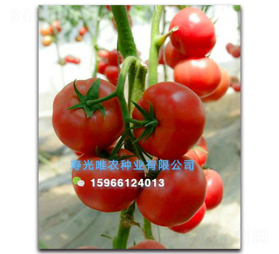 å¤ç¾Ž360F1-ç²‰æžœç•ªèŒ„ç¨®å­-å”¯è¾²ç¨®æ¥­