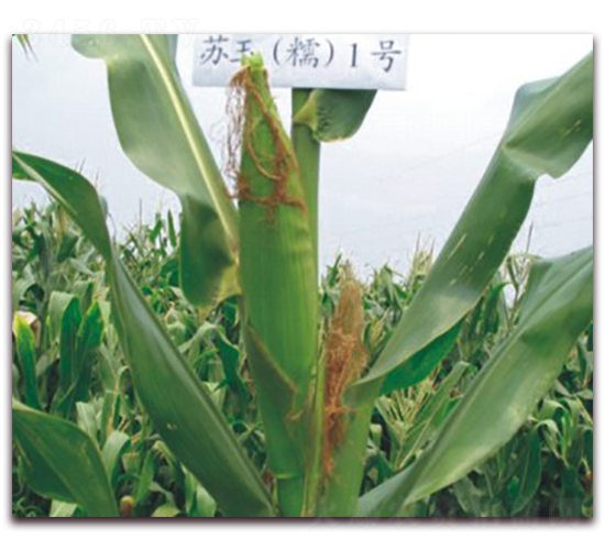 蘇玉糯1號-糯玉米種子-中禾種業