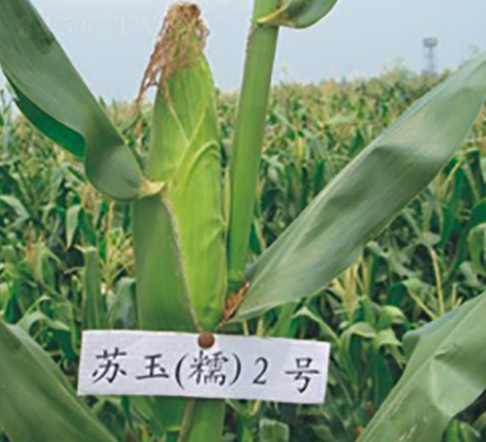 蘇玉糯2號-糯玉米種子-中禾種業