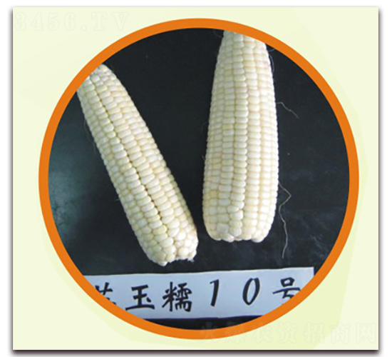 蘇玉糯10號-糯玉米種子-中禾種業