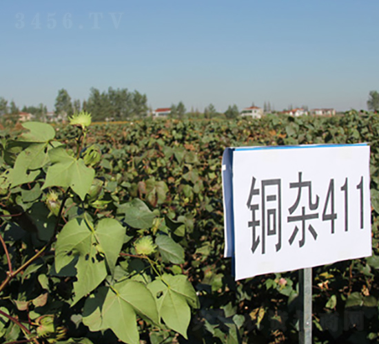 銅雜411-棉花種子-中禾種業