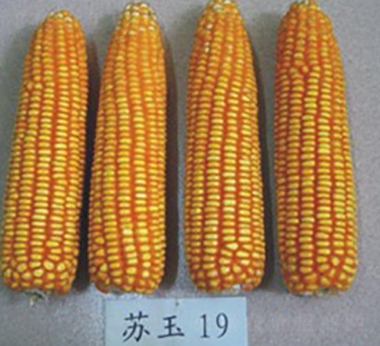 蘇玉19號-玉米種子-中禾種業