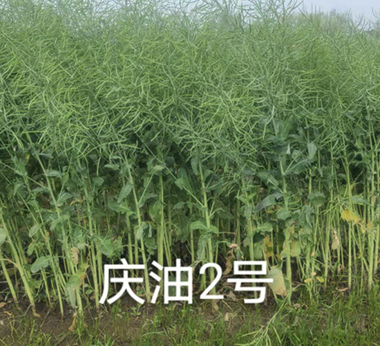 慶油2號-油菜種子-中一種業