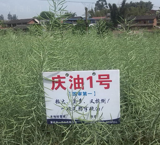慶油1號-油菜種子-中一種業