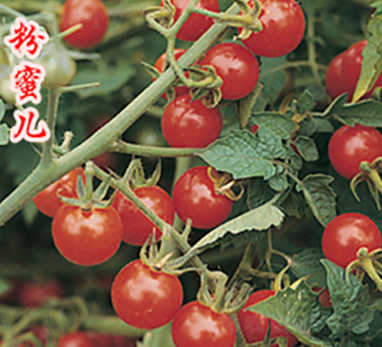 ç²‰èœœå…’-æ«»æ¡ƒç•ªèŒ„ç¨®å­-è¾²äººè¾²æ¥­