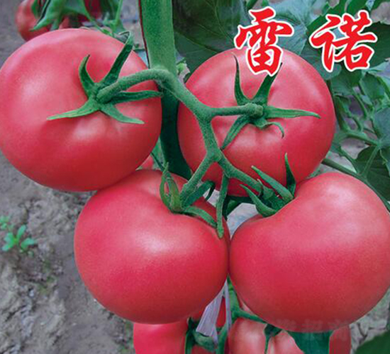 雷諾-秋延番茄種子-農人農業
