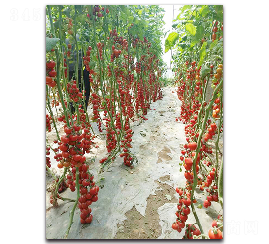 çç è²´å¦ƒF1-ç•ªèŒ„ç¨®å­-è¾²äººè¾²æ¥­