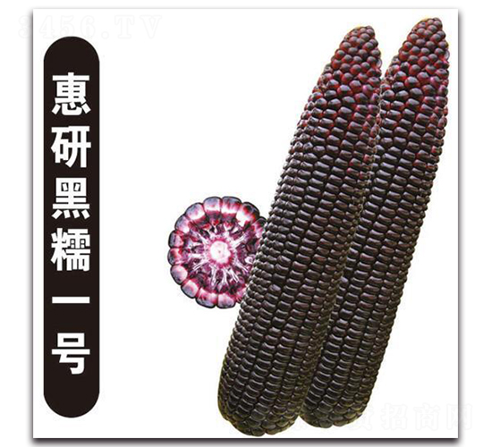 惠研黑糯一號-糯玉米種子-中創智豐
