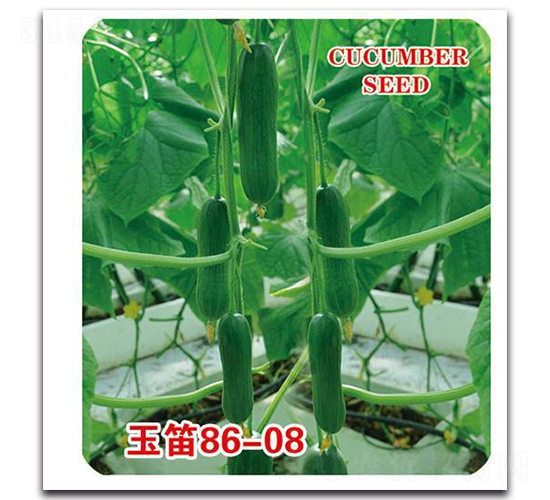 玉笛86-08-黃瓜種子-中創智豐