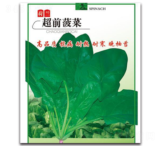 超前菠菜-菠菜種子-中創智豐