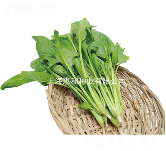 綠菠75-菠菜種子-惠和種業