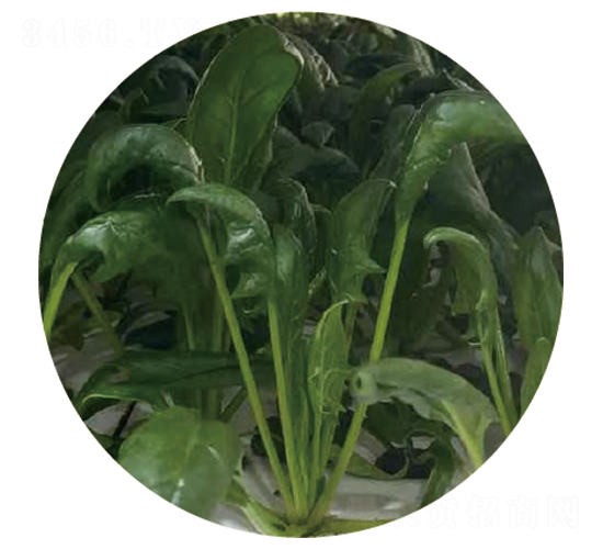 莎玟-菠菜種子-惠和種業