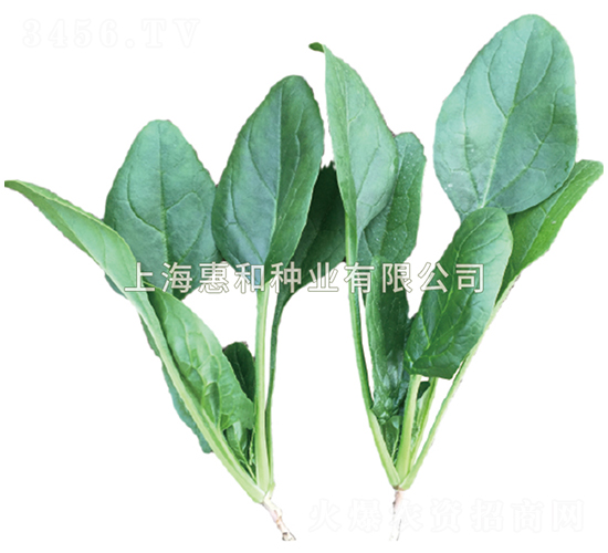 惠菠二號-菠菜種子-惠和種業