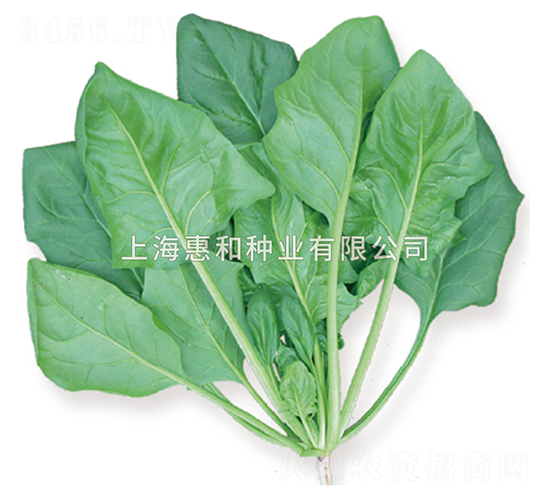 鮮綠二號-菠菜種子-惠和種業