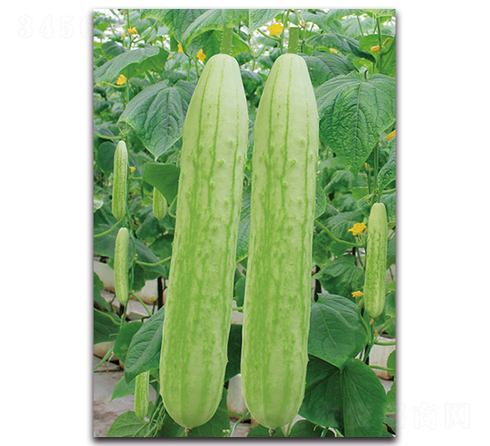 蔬園十二號-黃瓜種子-湘妹子農(nóng)業(yè)
