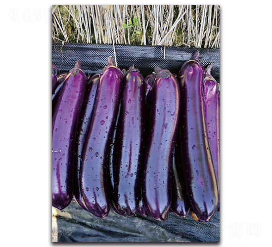 紫紅短棒-茄子種子-湘妹子農業