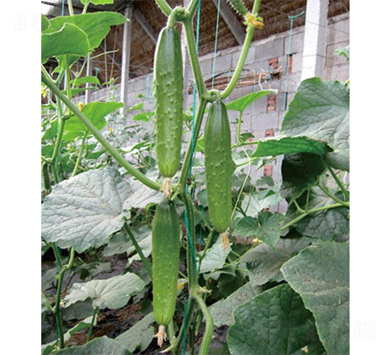 綠春1號(hào)-黃瓜種子-山東墾源
