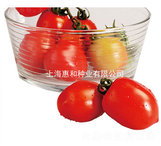 艷妃-小番茄種子-惠和種業