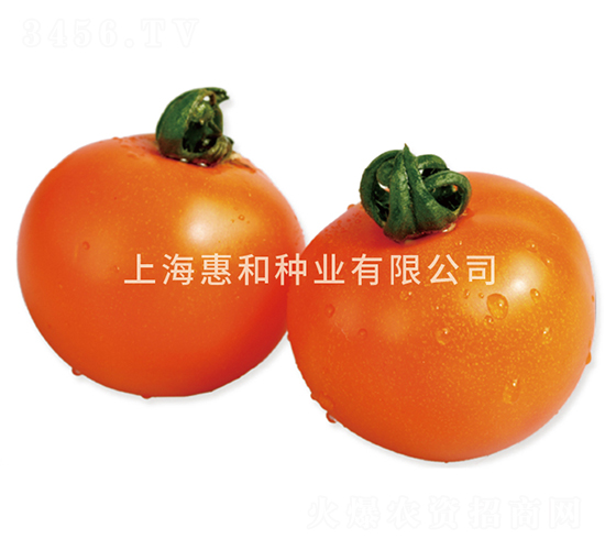 黃小丫-小番茄種子-惠和種業