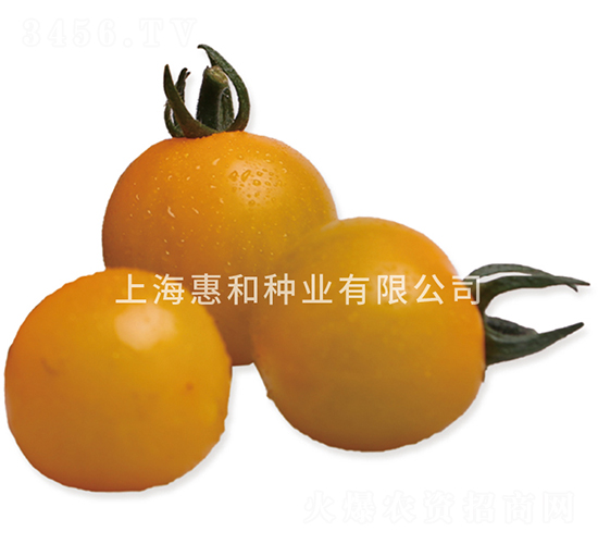 黃冠二號-小番茄種子-惠和種業