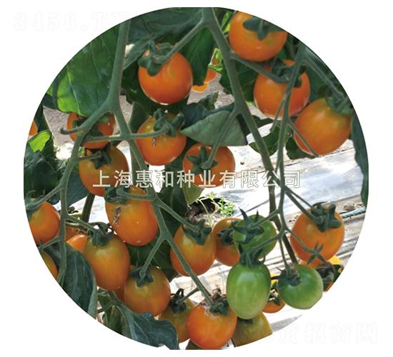 金小玲-小番茄種子-惠和種業