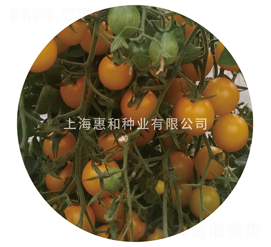 黃冠16-小番茄種子-惠和種業