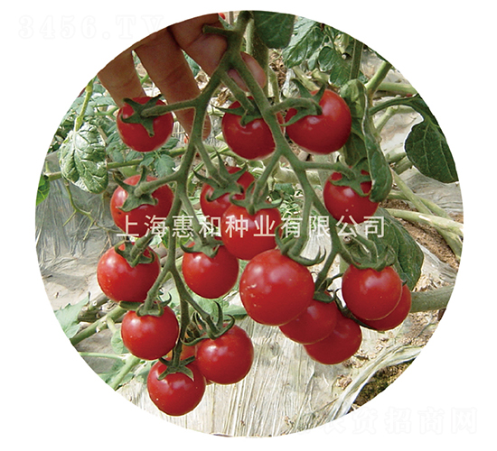 粉娘-小番茄種子-惠和種業