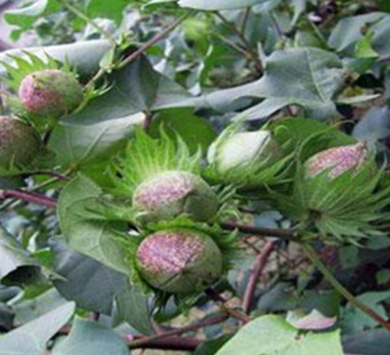 華惠2號-棉花種子-惠民農業