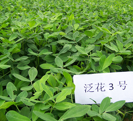 泛花3號-花生種子-地神種業