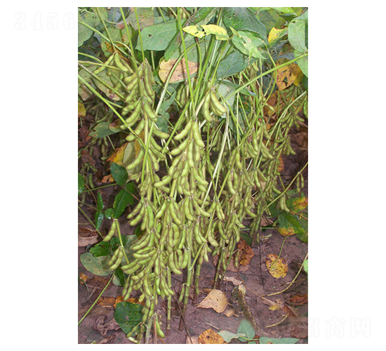 泛豆4號-大豆種子-地神種業