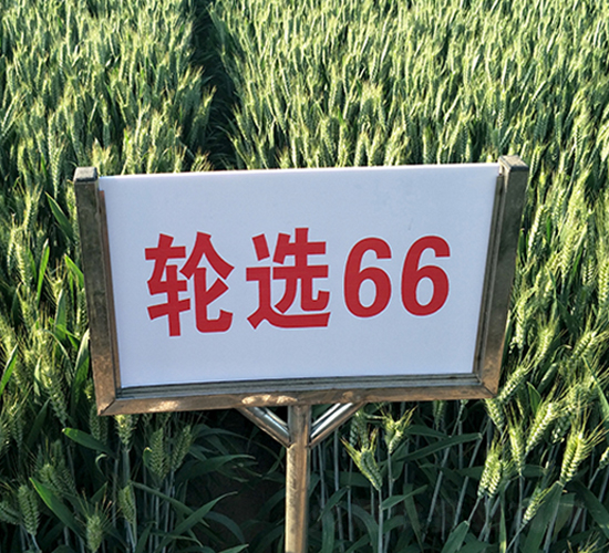 ݆x66-СN-NI