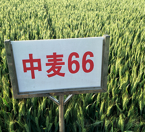 66-СN-NI