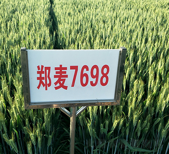 鄭麥7698-小麥種子-地神種業