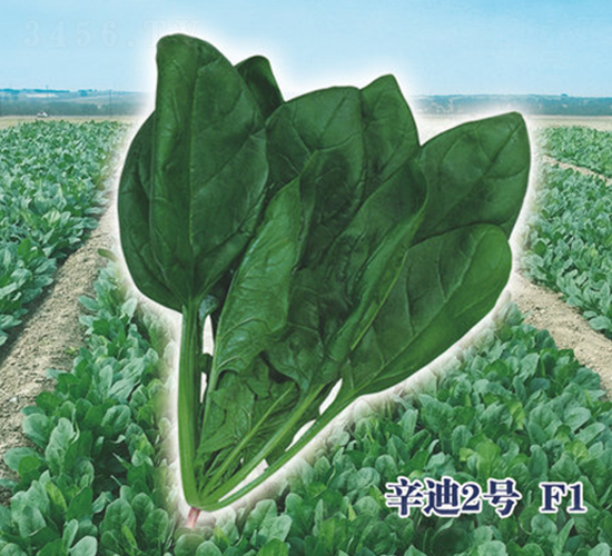 辛迪2號F1-菠菜種子-圣華德豐