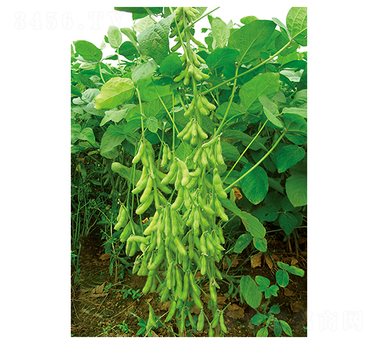 平豆二號-大豆種子-平豐種業