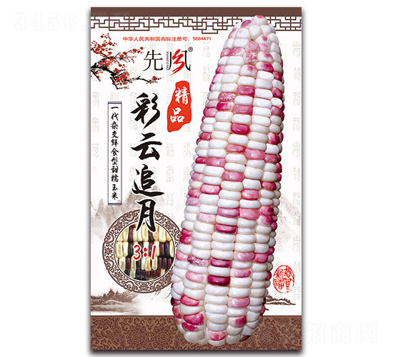 彩云追月-糯玉米種子-先風
