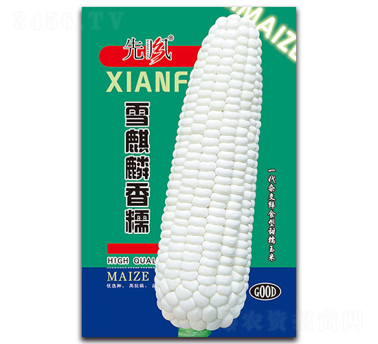 雪麟麒香糯-糯玉米種子-先風