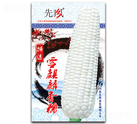雪麒麟香糯-甜糯玉米種子-先風