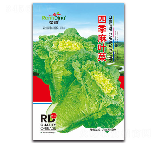 四季麻葉菜-葉菜種子-先風