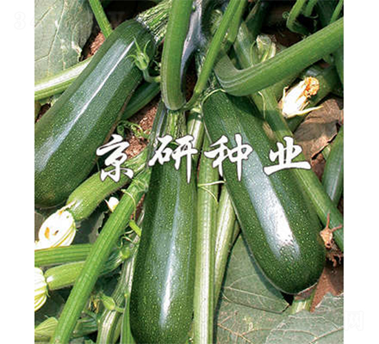 京葫2號-西葫蘆種子-京研