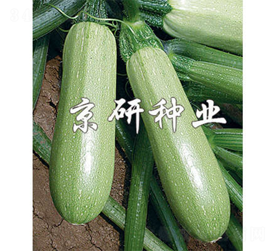 京葫3號-西葫蘆種子-京研