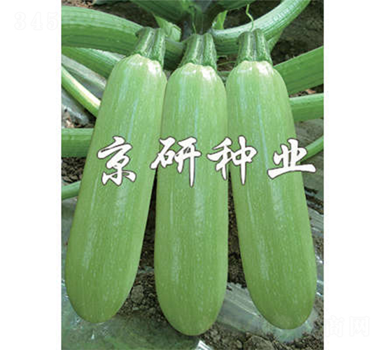 京葫4號-西葫蘆種子-京研