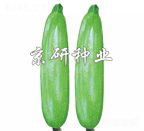 翠葫8號-西葫蘆種子-京研