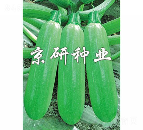 京葫9號-西葫蘆種子-京研