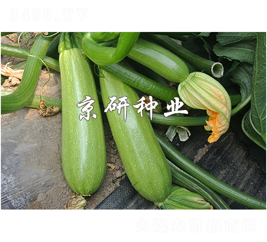 京葫11號-西葫蘆種子-京研