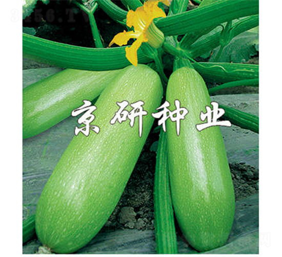 京葫12號-西葫蘆種子-京研
