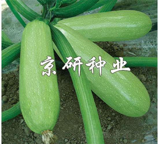 京葫CRV3-西葫蘆種子-京研
