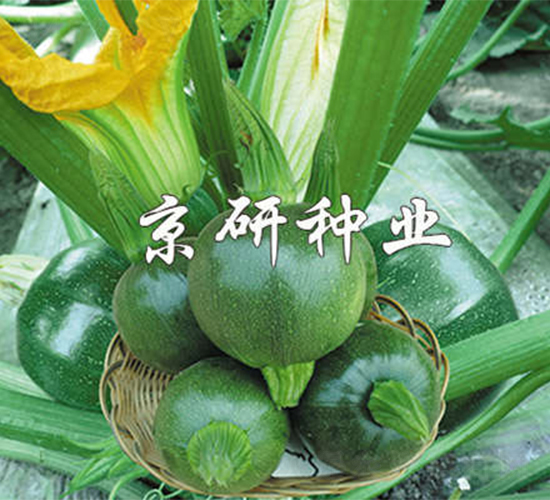 京珠2號(hào)-西葫蘆種子-京研
